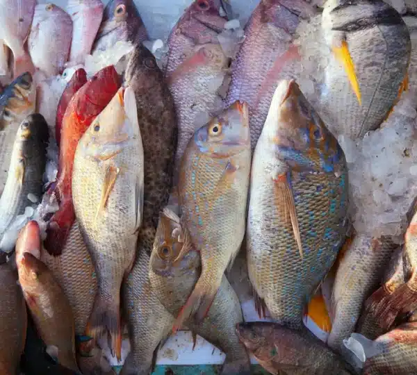 Freshly caught fish displayed on ice at Ajah Market, a coastal hub among the local markets in Lagos known for seafood and traditional produce.