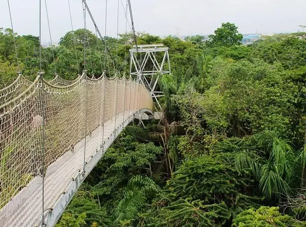 Canopy walkway surrounded by lush trees at Lekki Conservation Centre — exploring this park is one of the best fun things to do in Lagos for nature lovers.
